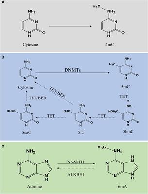 Roles and Mechanisms of DNA Methylation in Vascular Aging and Related Diseases